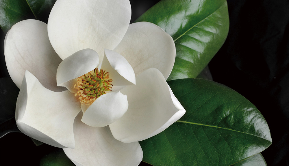 Fiore di magnolia (honoki)